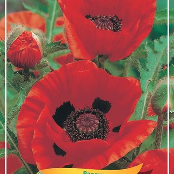 Papaver orientale 'Goliath'