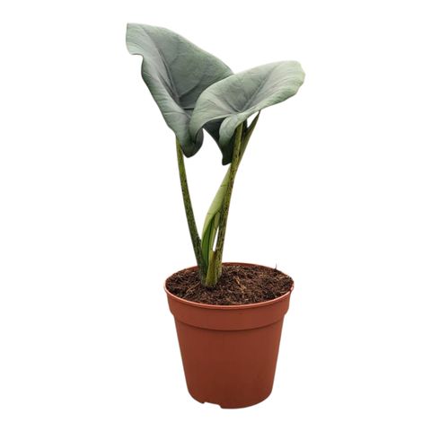 Alocasia 'Blue Dragon'