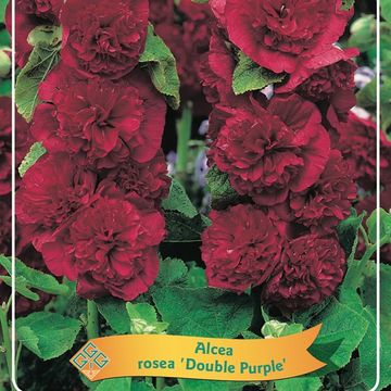 Alcea rosea 'Chater's Double Purple'