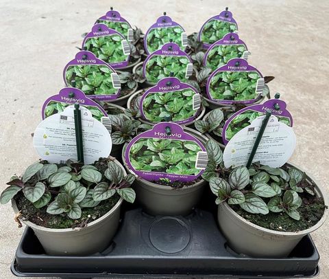 Mentha x piperita 'Peppermint'