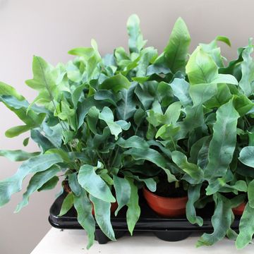 Phlebodium aureum 'Blue Star'