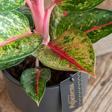 Aglaonema 'Paradise Red'