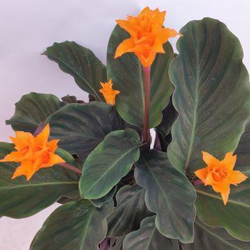 Calathea crocata TASSMINIA