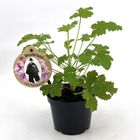 Pelargonium graveolens