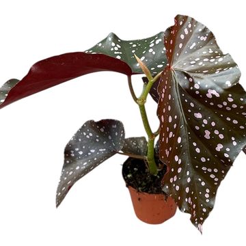 Begonia palmata