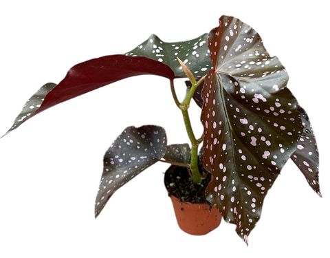 Begonia palmata