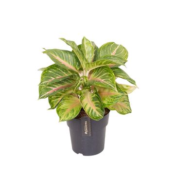 Aglaonema 'Sakura Mochi'