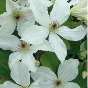 Clematis FOREVER FRIENDS (LL)