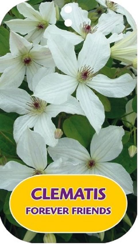 Clematis FOREVER FRIENDS (LL)