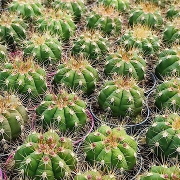 Gymnocalycium chacoense