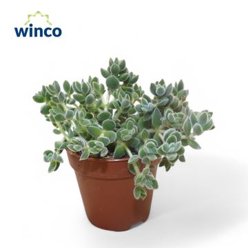 Crassula 'David'