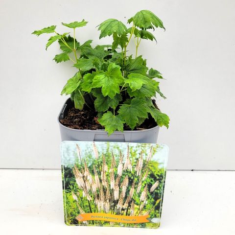 Actaea japonica 'Cheju-do'