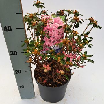 Rhododendron 'Kermesina Rosé' (AJ)