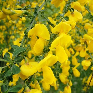 Cytisus scoparius 'Vanesse'