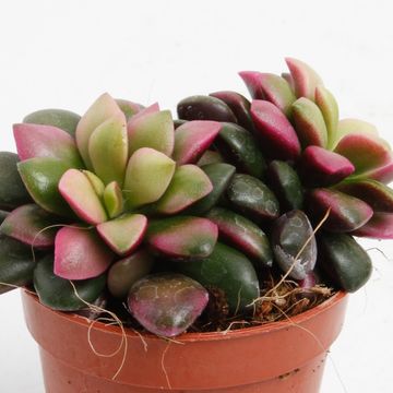 Anacampseros rufescens 'Tricolor'