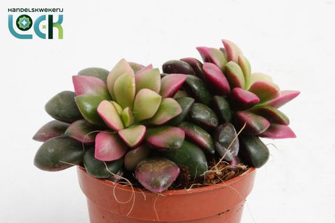 Anacampseros rufescens 'Tricolor'