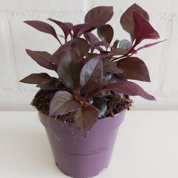 Alternanthera dentata