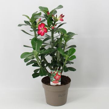 Adenium obesum 'Anouk'
