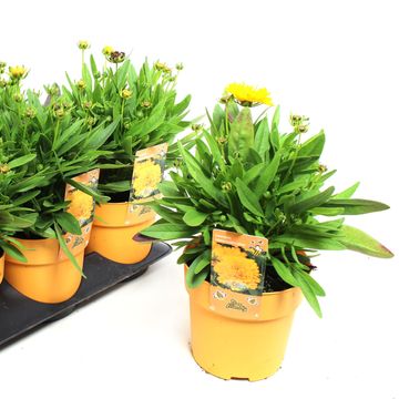Coreopsis UPTICK GOLD & BRONZE