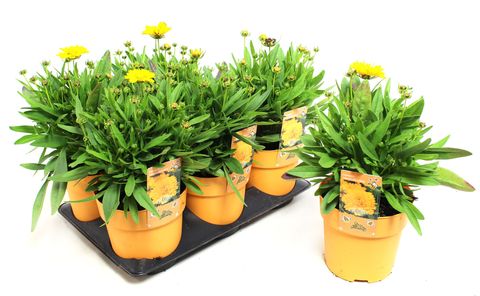 Coreopsis UPTICK GOLD & BRONZE