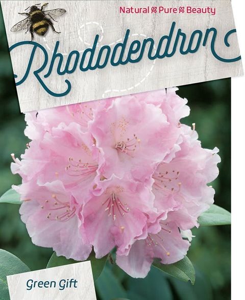 Rhododendron 'Silberwolke' (Y)