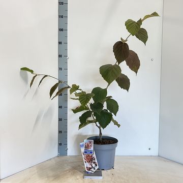 Hamamelis x intermedia 'Jelena'