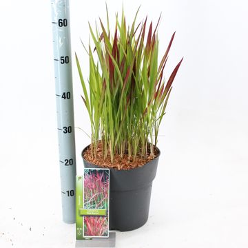 Imperata cylindrica 'Red Baron'