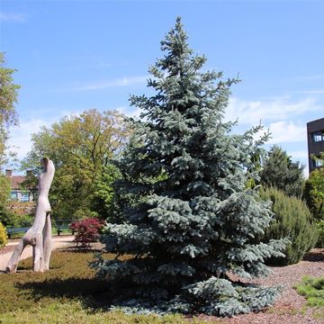 Picea pungens 'Hoopsii'