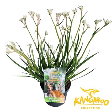 Anigozanthos 'White Diamond'