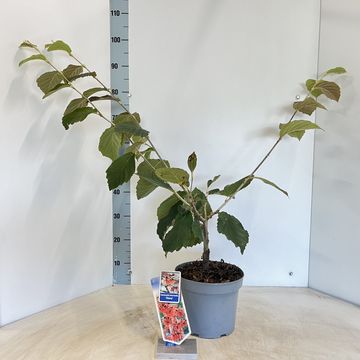 Hamamelis x intermedia 'Diane'