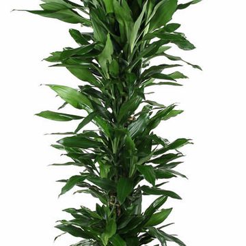 Dracaena fragrans 'Джанет Линд'