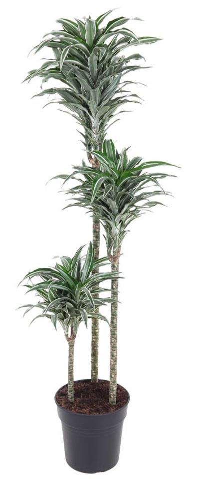 Dracaena fragrans 'Compacta Variegata'