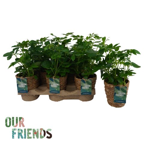 Schefflera arboricola