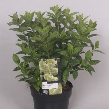 Hydrangea paniculata MAGICAL CANDLE