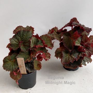 Begonia 'Midnight Magic'