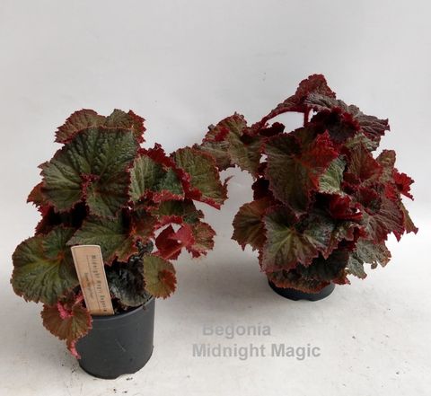 Begonia 'Midnight Magic'