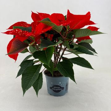 Euphorbia pulcherrima FANTASY STAR ORANGE