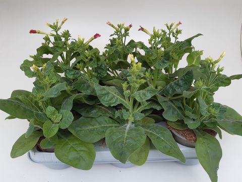 Nicotiana x sanderae AVALON MIX