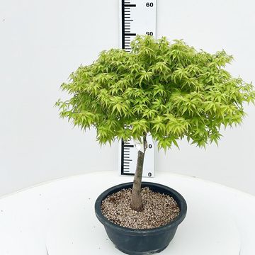 Acer palmatum 'Kiyohime'