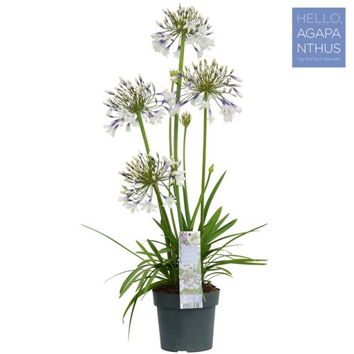 Agapanthus FIREWORKS