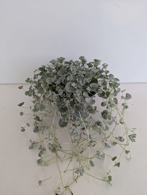 Dichondra argentea 'Silver Falls'