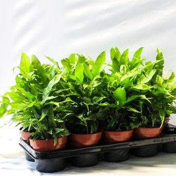 Pteris cretica 'Parkeri'