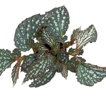 Begonia 'Snow Leopard'
