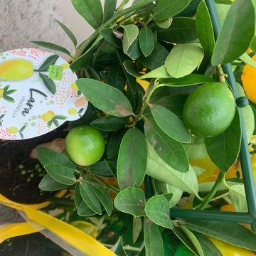 Citrus x floridana 'Lara'