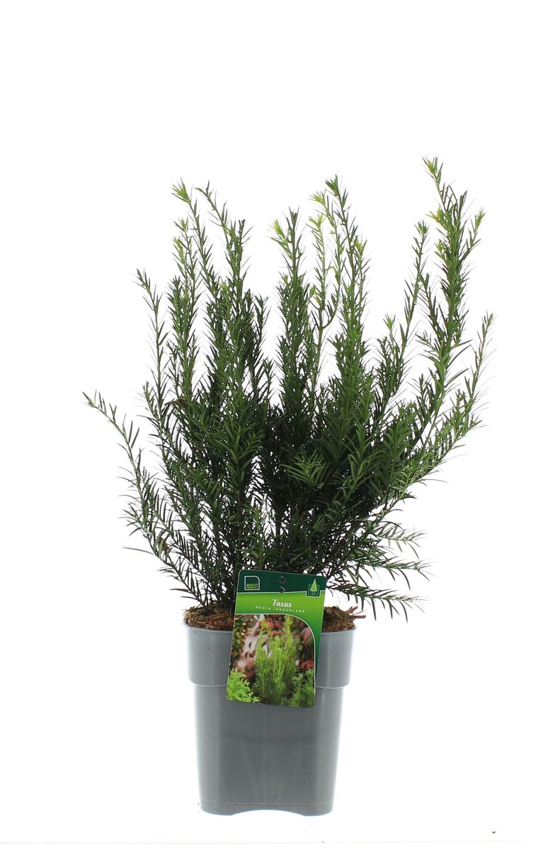 Taxus x media 'Groenland'  Pflanzengrohandel FlorAccess