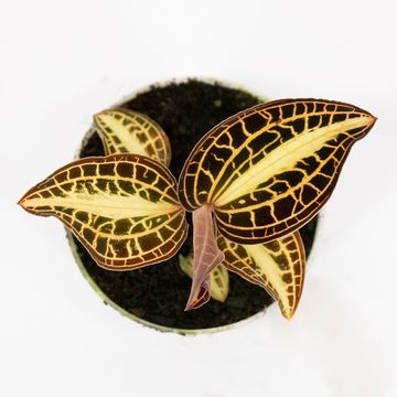 Anoectochilus 'Sunstone'