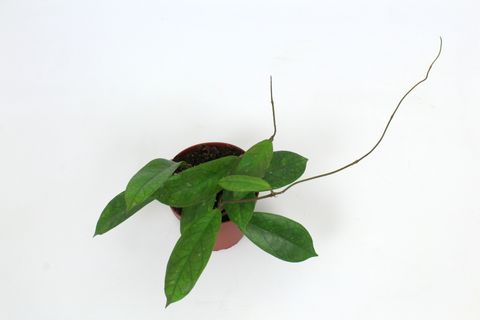 Hoya finlaysonii