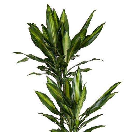 Dracaena fragrans CINTHO (Ammerlaan, The Green Innovater)