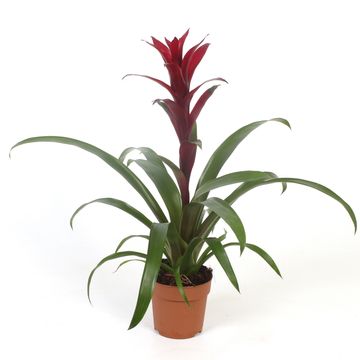 Guzmania 'Nextara'