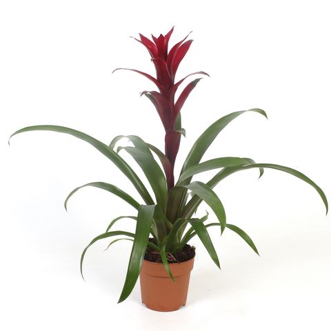 Guzmania 'Nextara'